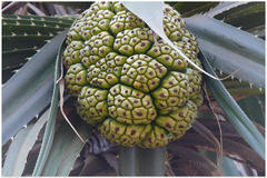 Pandanus fascicularis